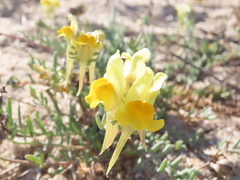 Linaria polygalifolia