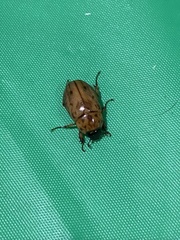 Cyclocephala lunulata