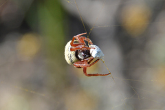Araneus apricus