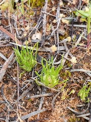 Isoetopsis graminifolia