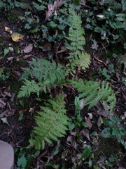 Amauropelta noveboracensis