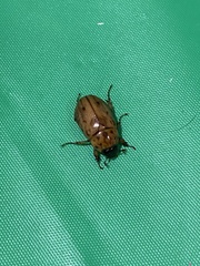 Cyclocephala lunulata