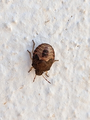 Peribalus strictus strictus