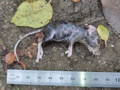 Muroidea