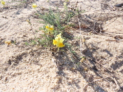 Linaria polygalifolia