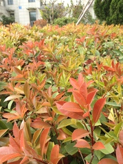 Photinia × fraseri