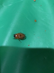 Cyclocephala lunulata