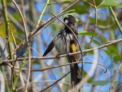 Phylidonyris novaehollandiae