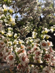 Xanthoceras sorbifolium