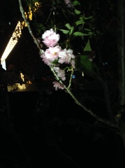 Prunus serrulata