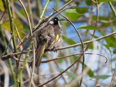 Phylidonyris novaehollandiae