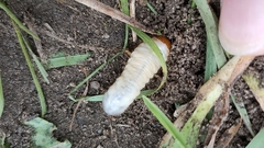 Melolontha melolontha