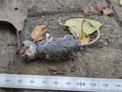 Muroidea