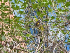 Phylidonyris novaehollandiae