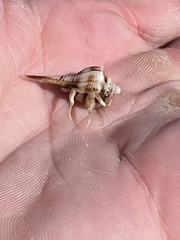 Isocheles wurdemanni