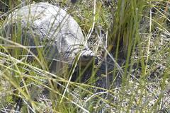 Stigmochelys pardalis