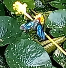 Cyananthrax cyanopterus