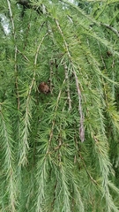 Larix decidua