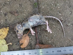 Muroidea
