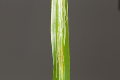 Ophiomyia kwansonis