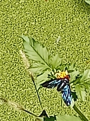 Cyananthrax cyanopterus