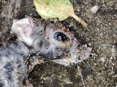 Muroidea