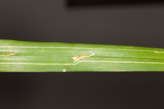 Ophiomyia kwansonis