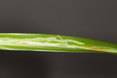 Ophiomyia kwansonis
