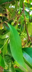Schisandra chinensis