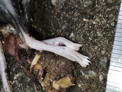Muroidea