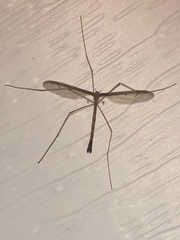 Tricyphona