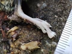 Muroidea