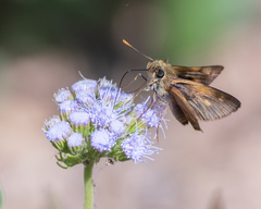 Polites themistocles