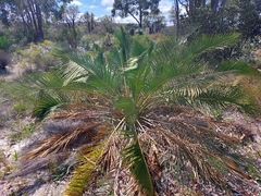 Macrozamia