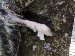 Muroidea