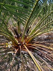 Macrozamia