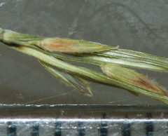Digitaria aequiglumis