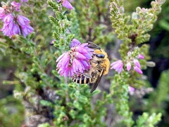 Colletes succinctus