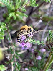 Colletes succinctus