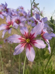 Leucocoryne purpurea