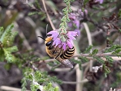 Colletes succinctus