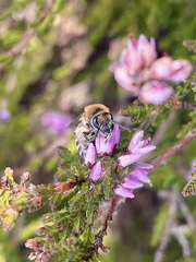 Colletes succinctus