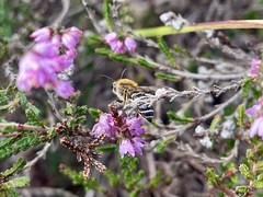 Colletes succinctus