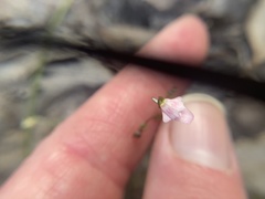 Stylidium calcaratum