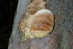 Fomitiporia hartigii