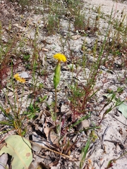 Podotheca gnaphalioides