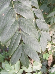 Fraxinus excelsior