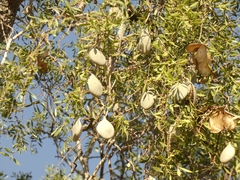 Aspidosperma quebracho-blanco