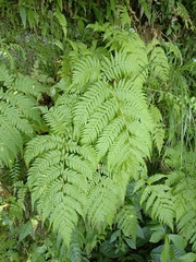Sphaeropteris lepifera