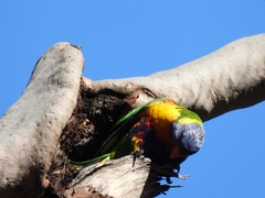 Trichoglossus moluccanus